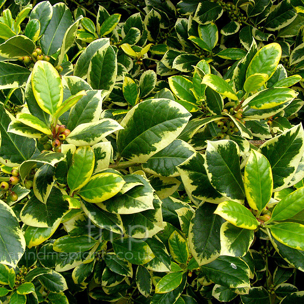 Big Photo of Ilex  X Altaclerensis