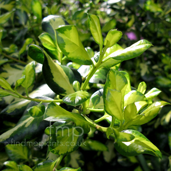 Big Photo of Ilex X Altaclerensis, Leaf Close-up