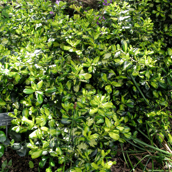 Big Photo of Ilex X Altaclerensis