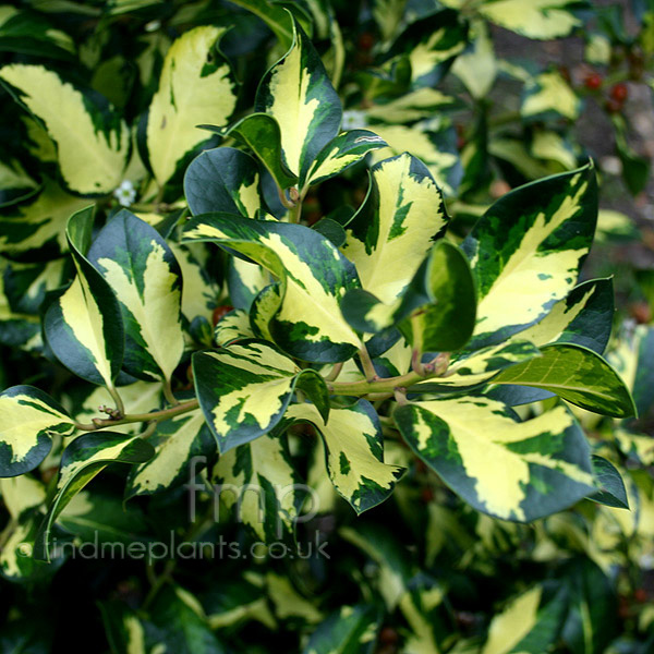 Big Photo of Ilex X Altaclerensis