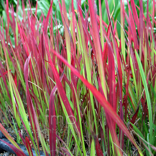 Big Photo of Imperata Cylindrica