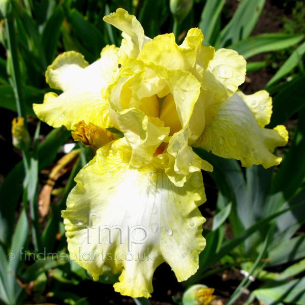 Big Photo of Iris 