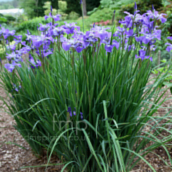 Big Photo of Iris Sibirica