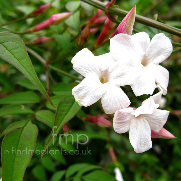 Big Photo of Jasminum Officinale, Flower Close-up