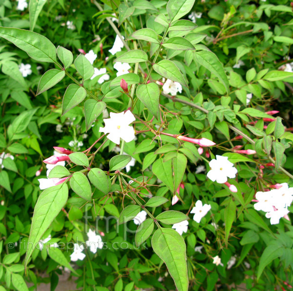 Big Photo of Jasminum Officinale, Leaf Close-up