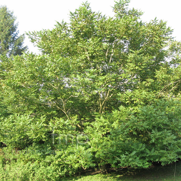 Big Photo of Juglans Cathayensis