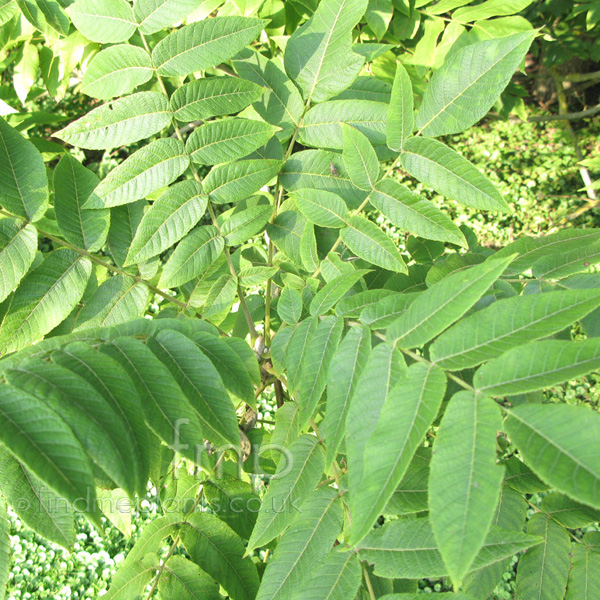 Big Photo of Juglans Cathayensis, Leaf Close-up