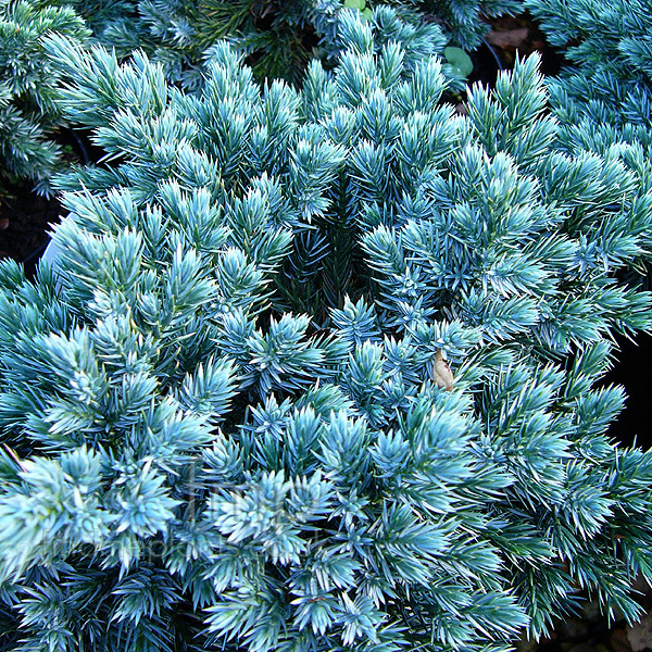 Big Photo of Juniperus Squamata