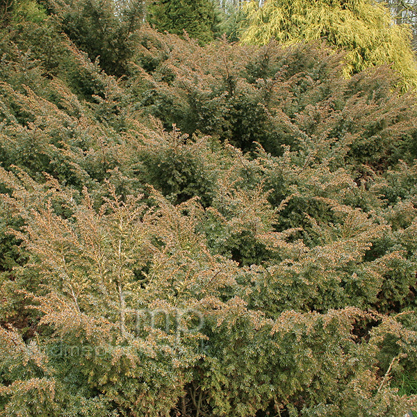 Big Photo of Juniperus Communis