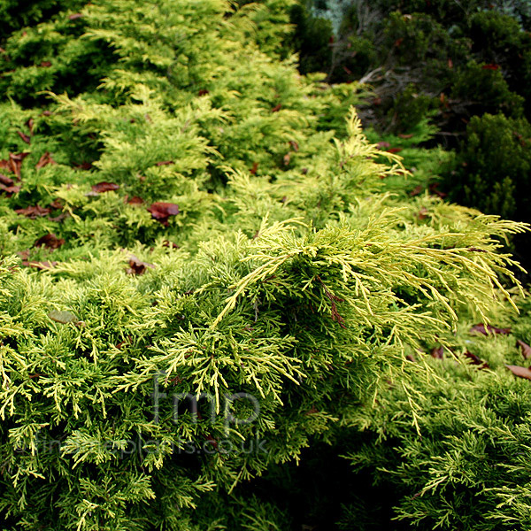 Big Photo of Juniperus X Media