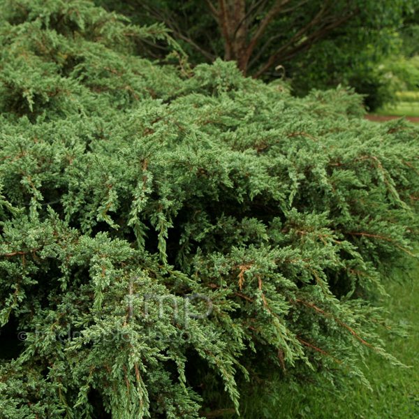 Big Photo of Juniperus Squamata