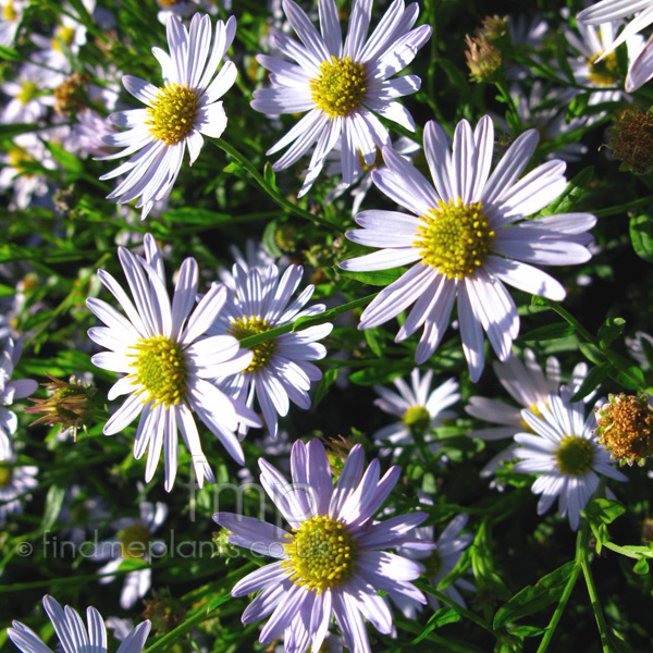 Big Photo of Kalimeris Incisa, Flower Close-up