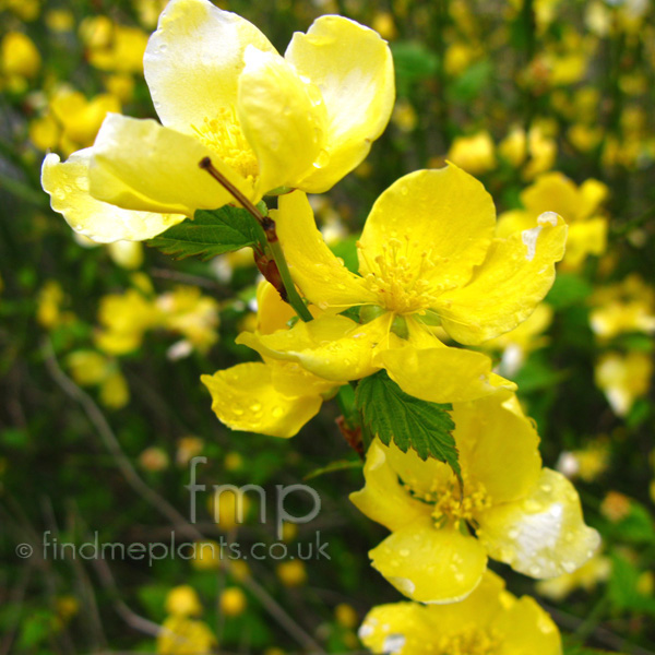 Big Photo of Kerria Japonica, Flower Close-up