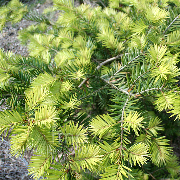 Big Photo of Keteleeria Davidiana