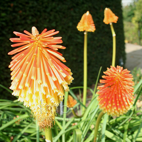 Big Photo of Kniphofia Rooperi