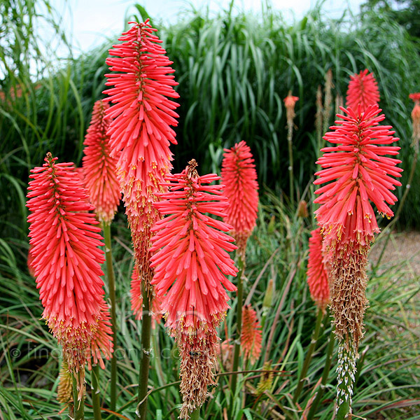 Big Photo of Kniphofia 