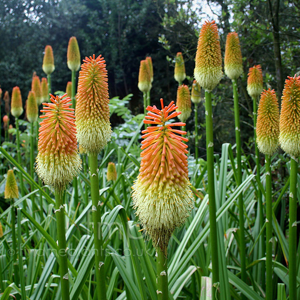 Big Photo of Kniphofia Tysonii