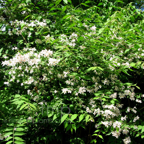 Big Photo of Kolwitzia Amabilis