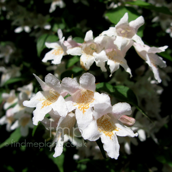 Big Photo of Kolwitzia Amabilis, Flower Close-up