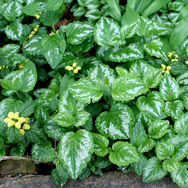 Big Photo of Lamium Galeobdelum