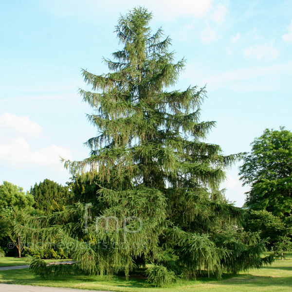 Big Photo of Larix Decidua