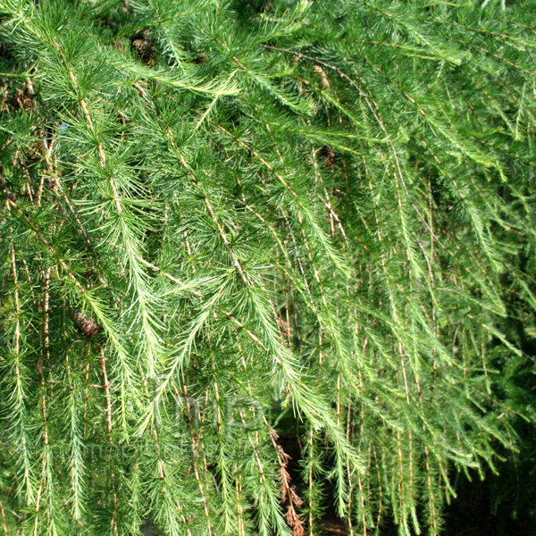 Big Photo of Larix Decidua, Leaf Close-up