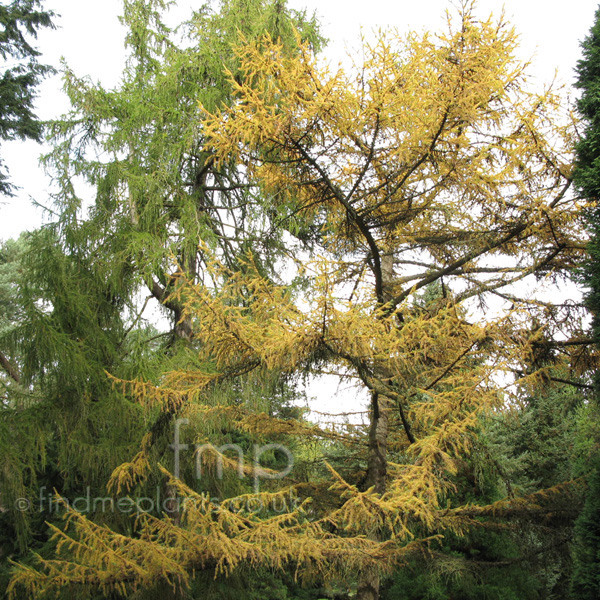 Big Photo of Larix Kaempferi