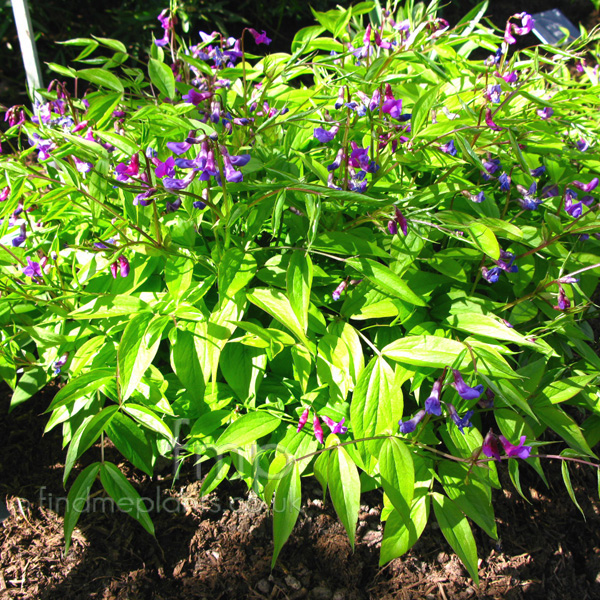 Big Photo of Lathyrus Vernus