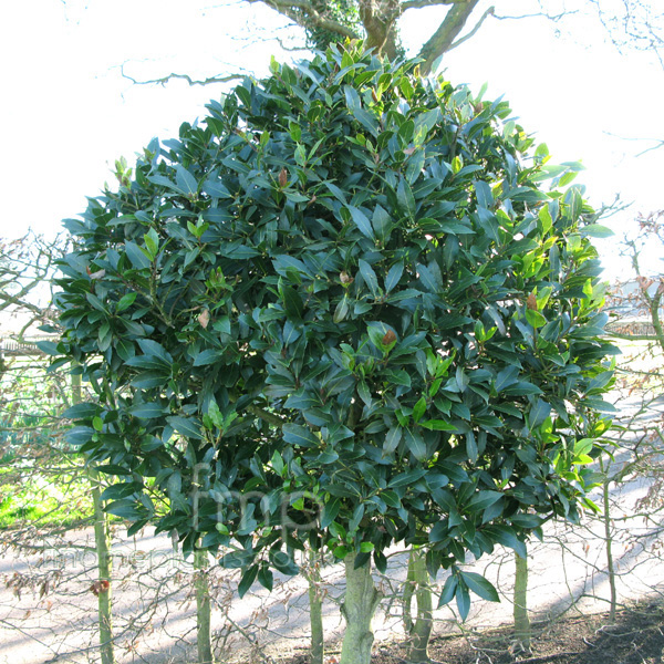 Big Photo of Laurus Nobilis