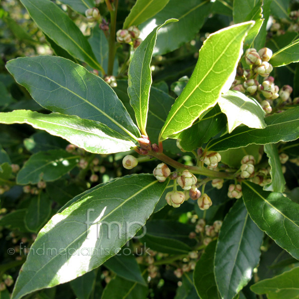 Big Photo of Laurus Nobilis, Flower Close-up