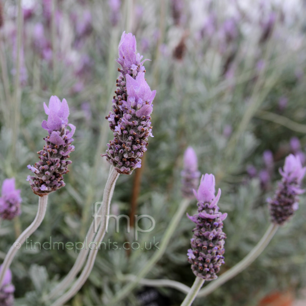 Big Photo of Lavandula Dentata, Flower Close-up