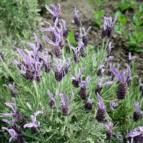 Lavandula stoaechas - 'Marshwood' (French Lavender): Information ...