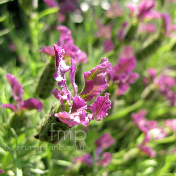 Big Photo of Lavandula , Flower Close-up