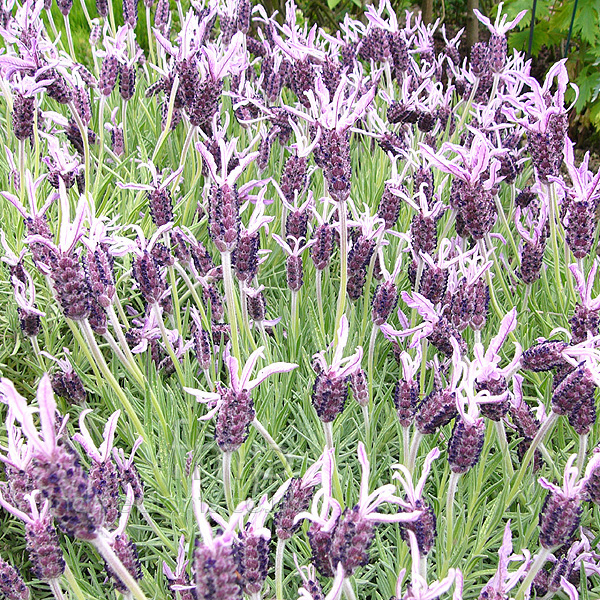 Big Photo of Lavandula Stoaechas