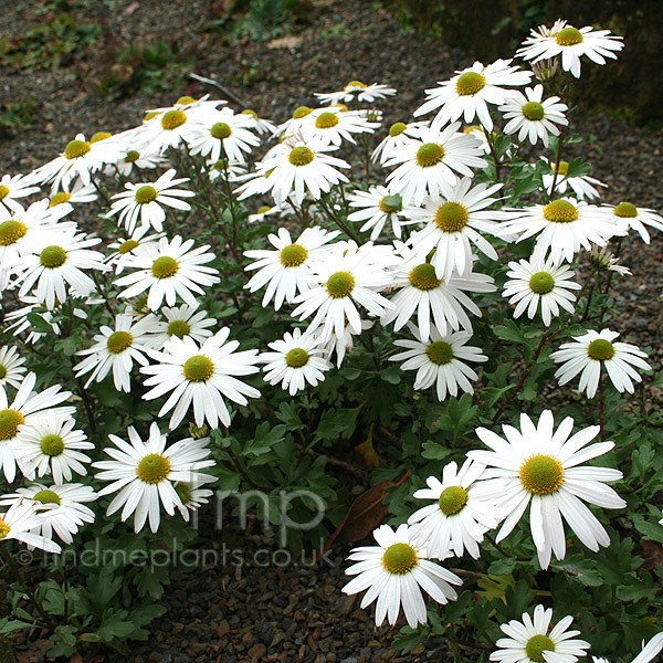 Big Photo of Leucanthemopsis Alpina