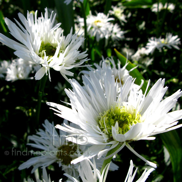 Big Photo of Leucanthemum X Superbum