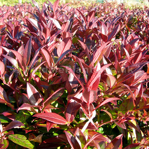 Leucothoe axillaris - 'Scarletta': Information, Pictures & Cultivation Tips