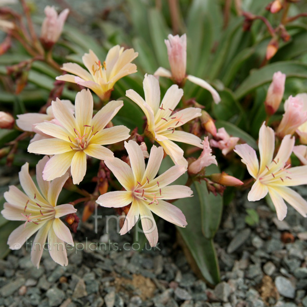 Big Photo of Lewisia , Flower Close-up