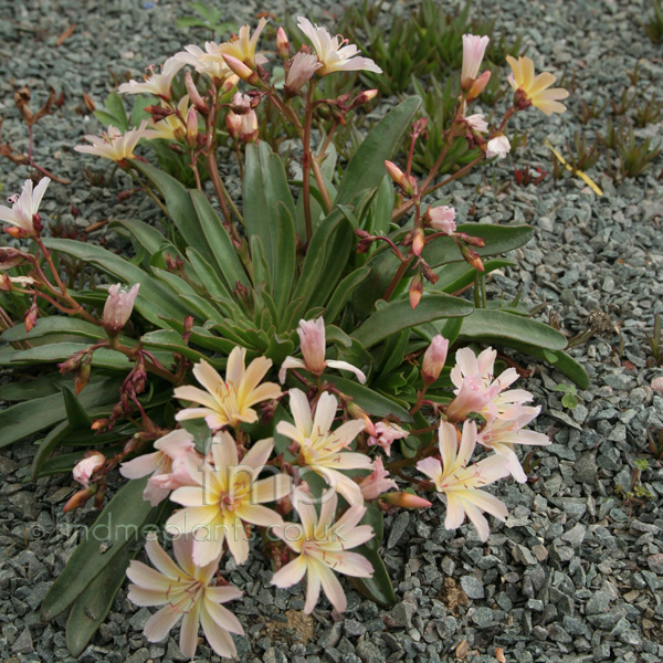 Big Photo of Lewisia 