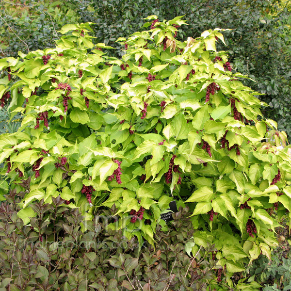 Big Photo of Leycesteria Formosa