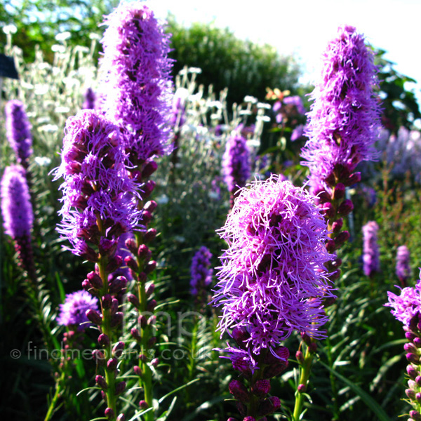 Big Photo of Liatris Spicata, Flower Close-up