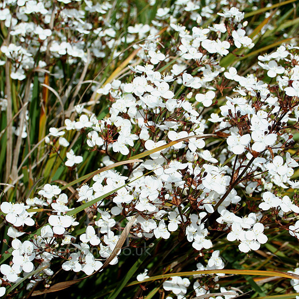 Big Photo of Libertia Ixioides