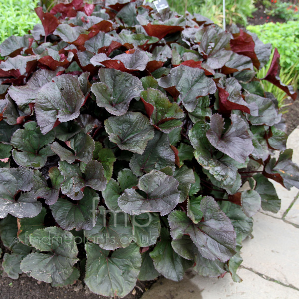 Big Photo of Ligularia , Leaf Close-up