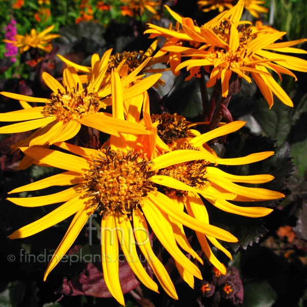 Big Photo of Ligularia , Flower Close-up