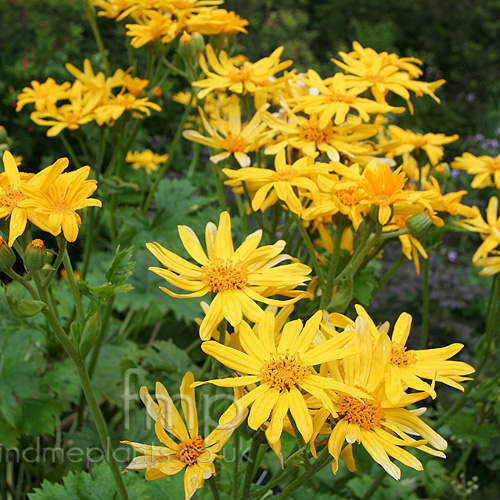 Big Photo of Ligularia  X Yushizoeana