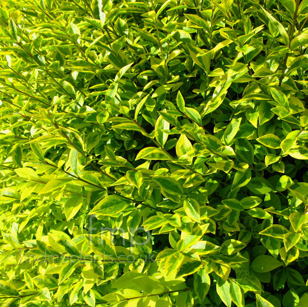 Big Photo of Ligustrum Ovalifolium, Leaf Close-up