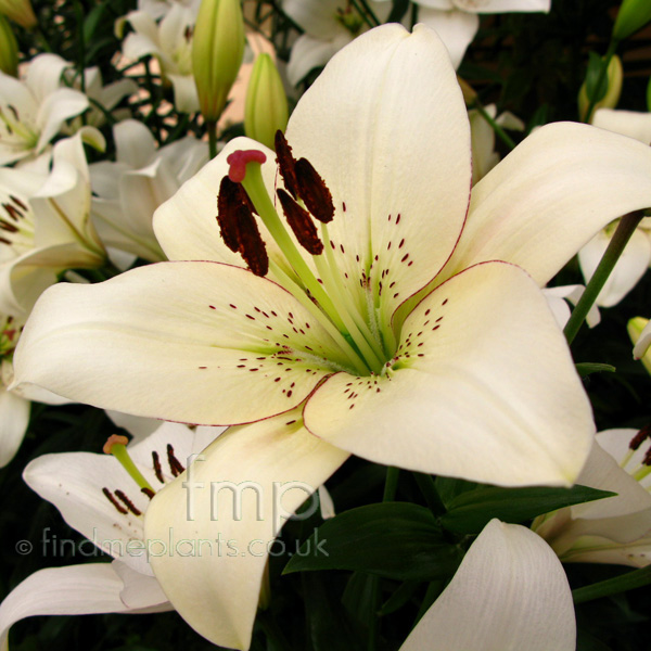 Big Photo of Lilium  , Flower Close-up