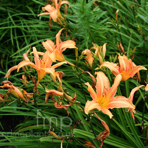 Big Photo of Lilium 