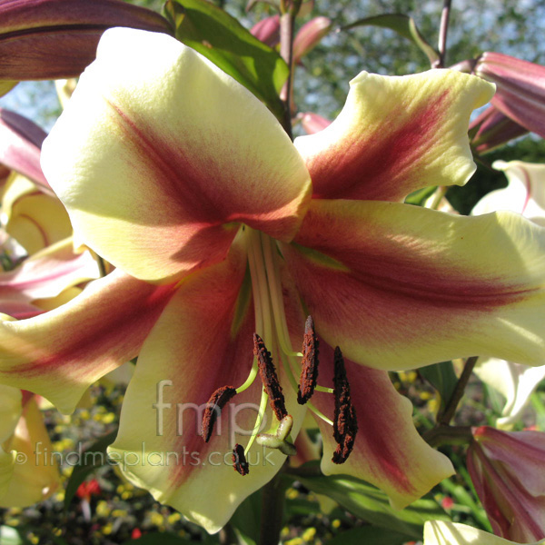 Big Photo of Lilium 