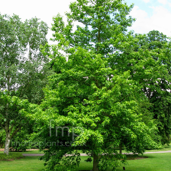 Big Photo of Liquidambar Styraciflua